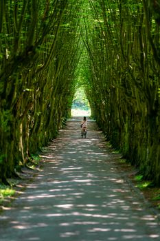 A lone cyclist rides through a tunnel of lush green trees, casting dappled shadows on the path.