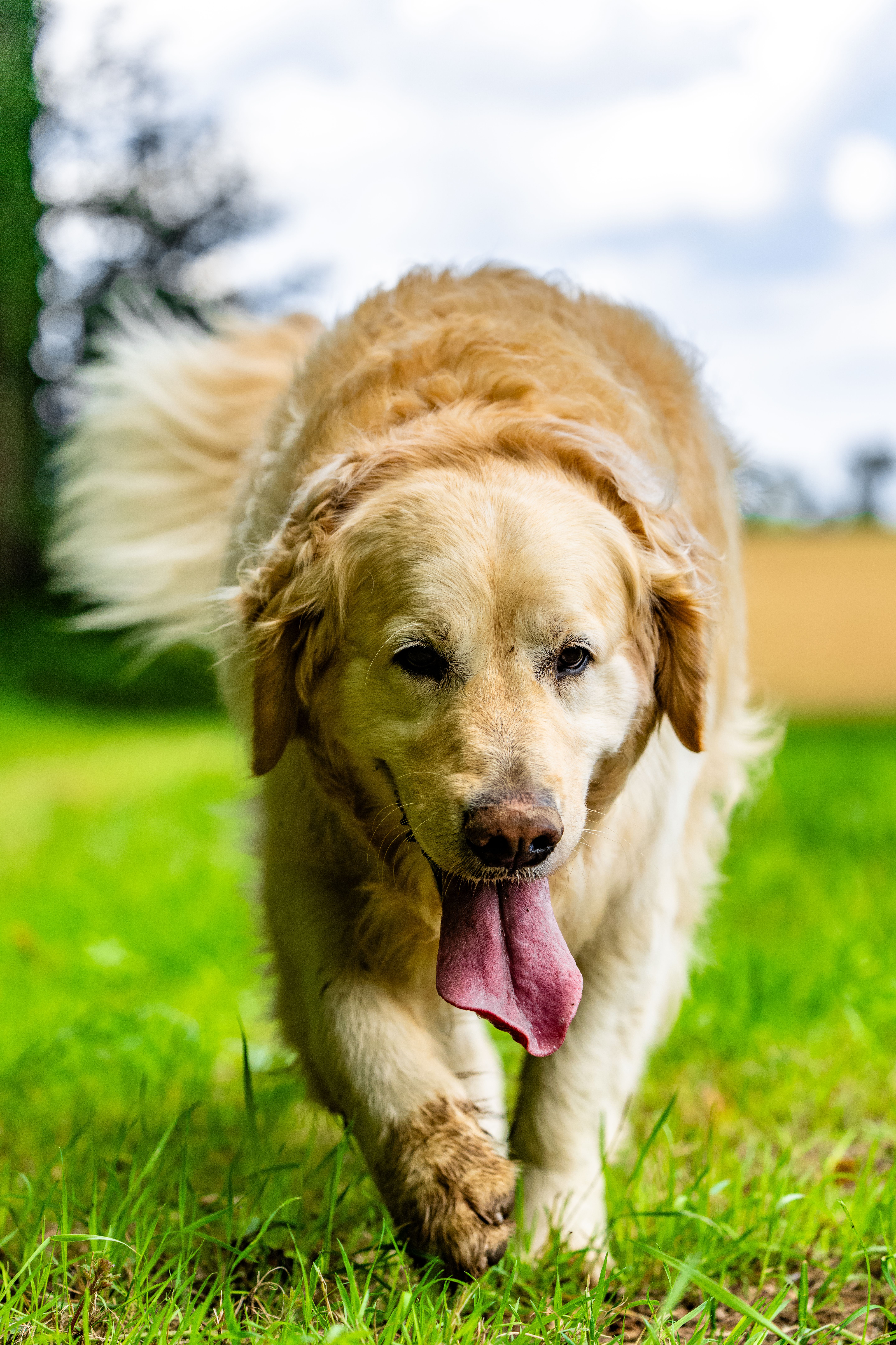 Golden Retriever walking on grass with tongue out during a sunny day.