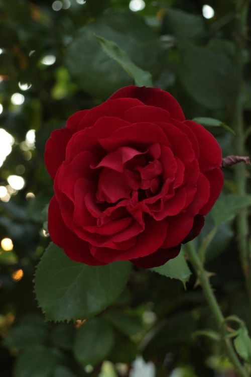 Free Close-up of a vivid red rose blossom amidst green foliage, showcasing natural beauty. Stock Photo