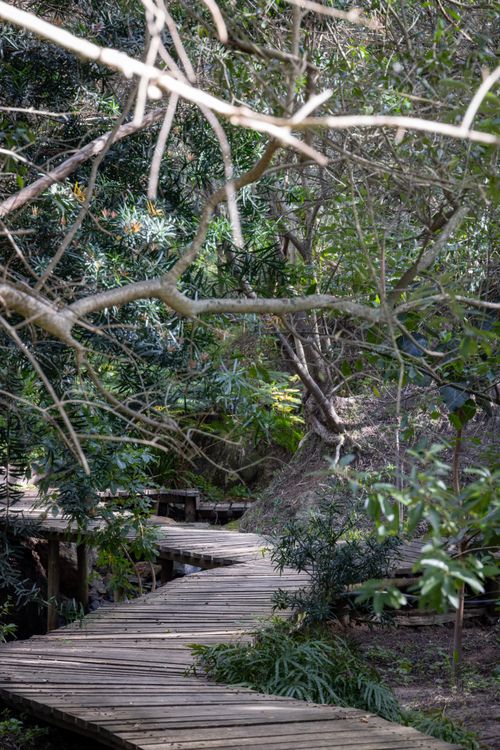 Free A tranquil wooden boardwalk winding through a lush, green forest with dense foliage. Stock Photo