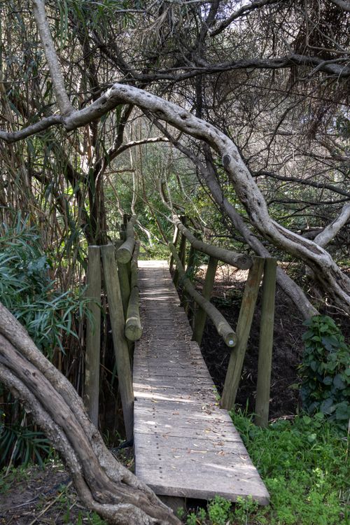 Free Explore a rustic wooden bridge surrounded by twisted trees in a serene forest setting. Stock Photo