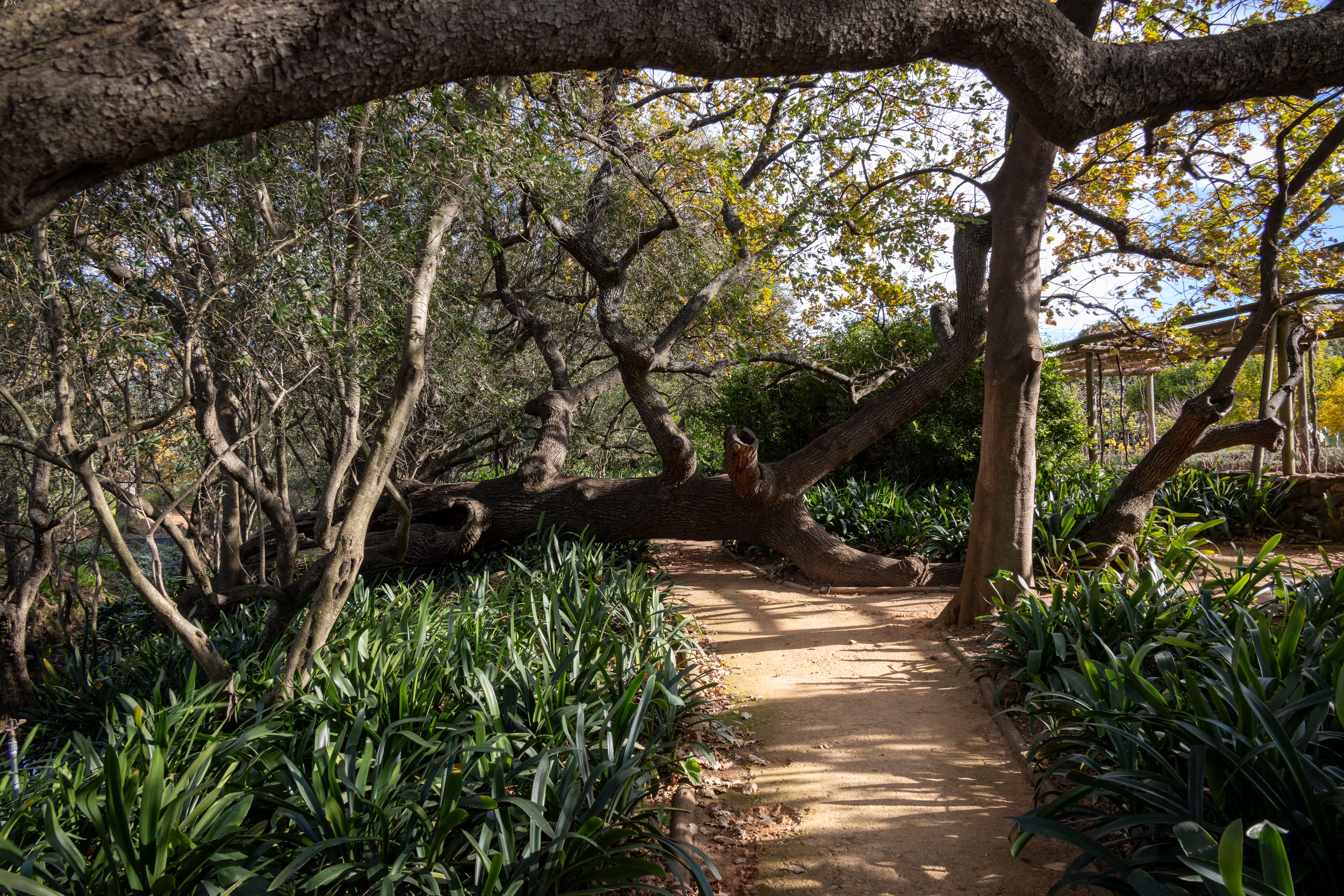 Caminho de jardim envolvido por folhagem