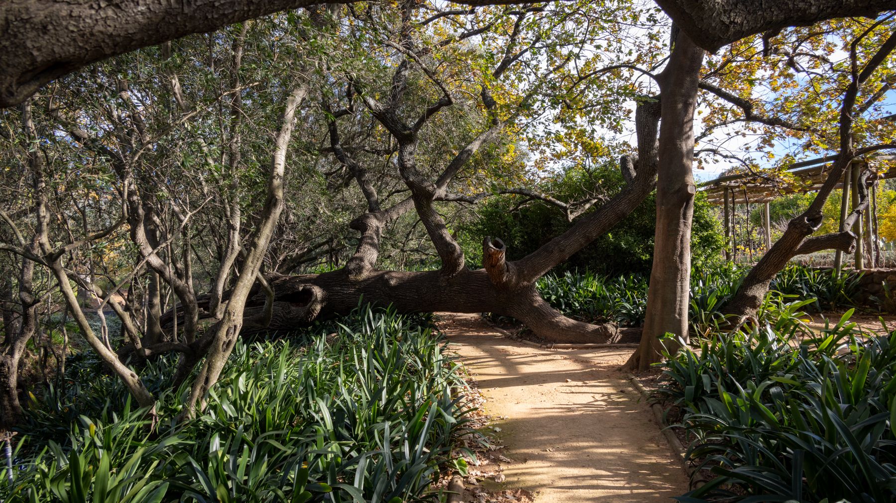 Serene botanical garden pathway in spring, Mali