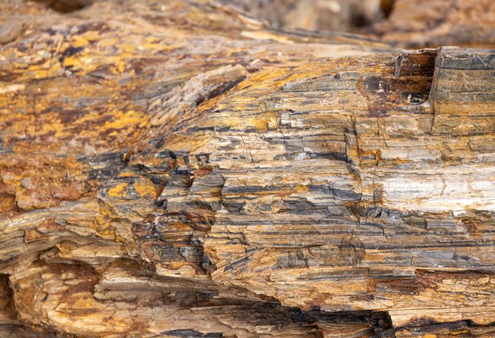 Detailed view of petrified wood showing rich colors and layered textures.