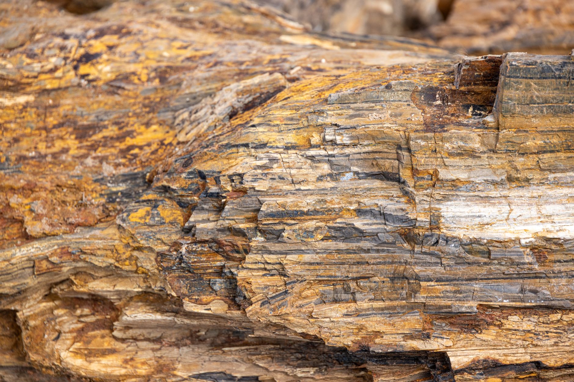 Detailed view of petrified wood showing rich colors and layered textures.