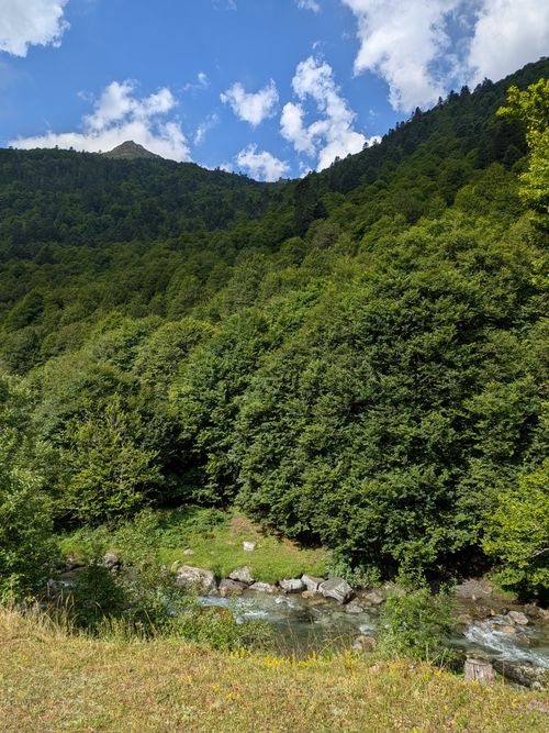 Free Lush green forest in the Pyrenees with a flowing stream under a bright summer sky. Stock Photo