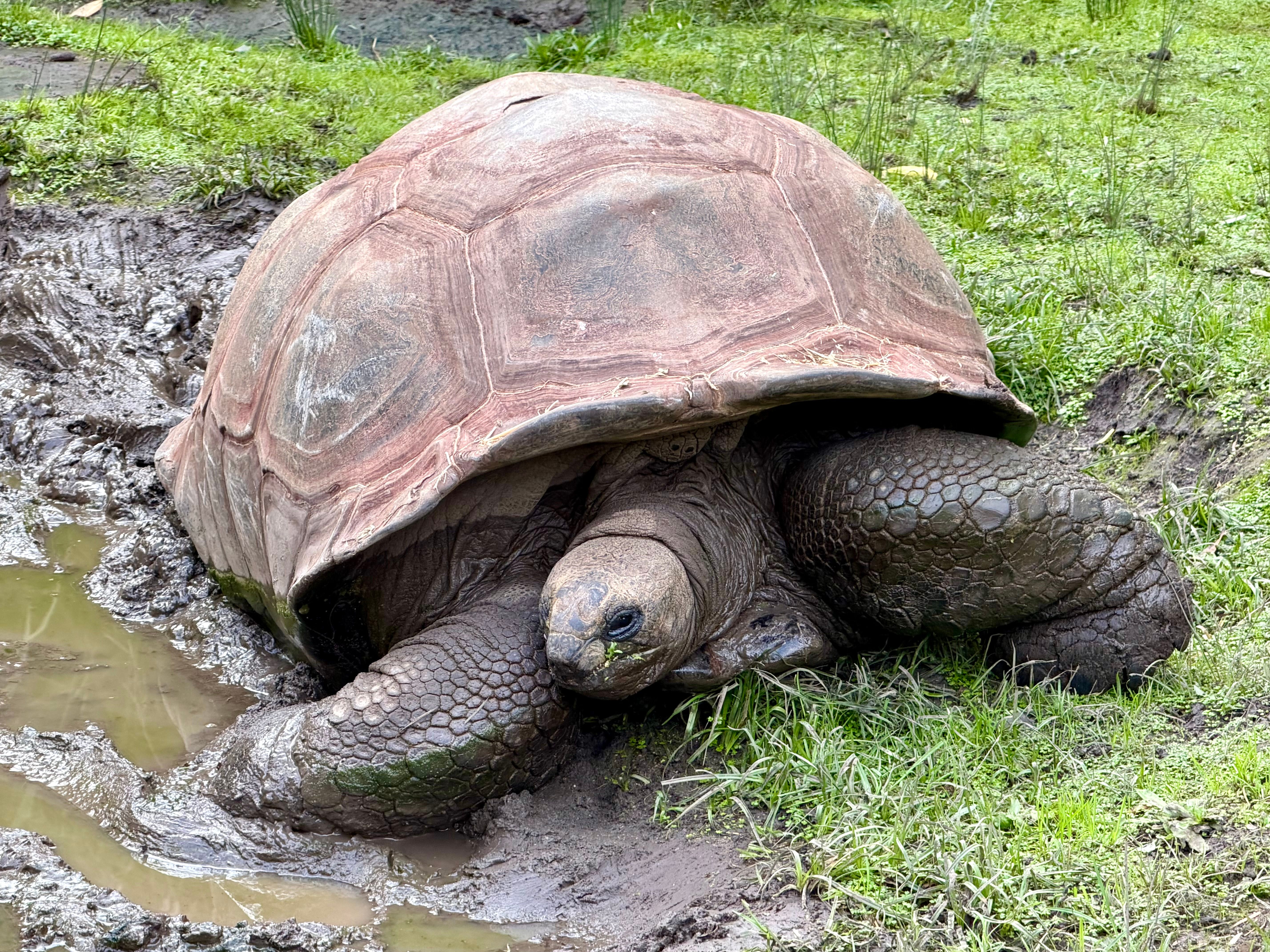 Beccacece negocia com gigante sul-americano e agita o mercado