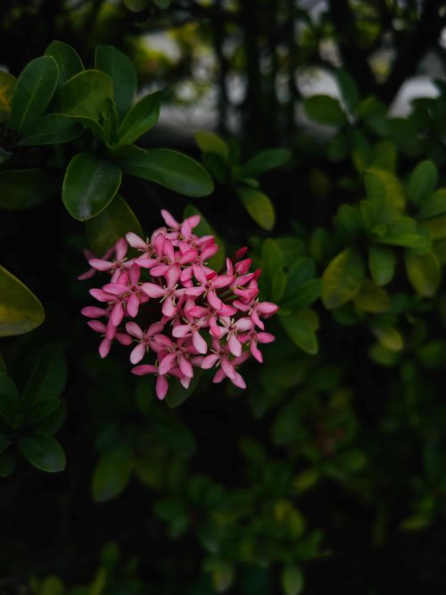 Free Close-up of vivid pink Ixora blossoms surrounded by dense green leaves. Stock Photo
