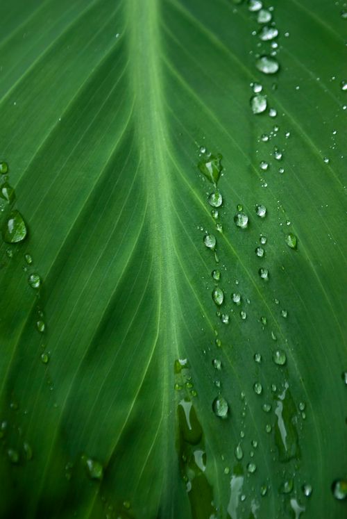 Free Detailed close-up of a vibrant green leaf with fresh dew drops and natural texture. Stock Photo