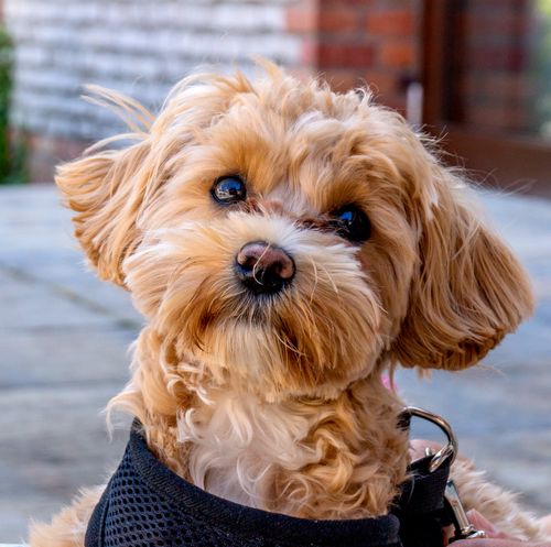 Free Close-up of a cute Cockapoo puppy wearing a harness, outdoors with a curious expression. Stock Photo