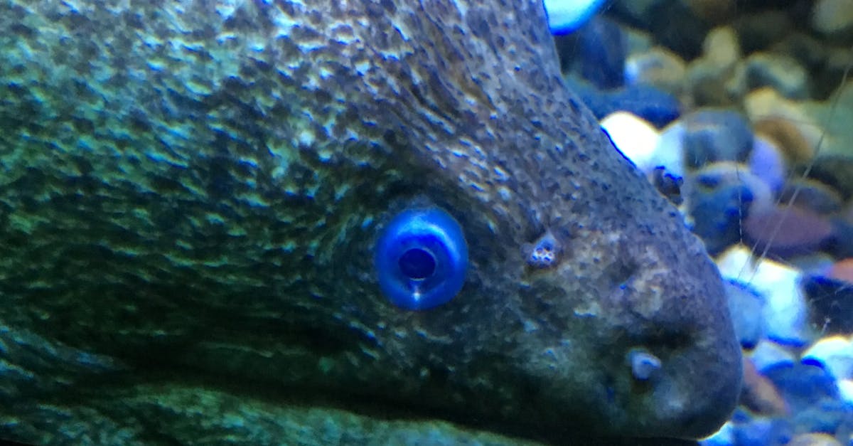 Free stock photo of eel, eyes, Moray eel