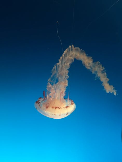 Free stock photo of jellyfish, sea life