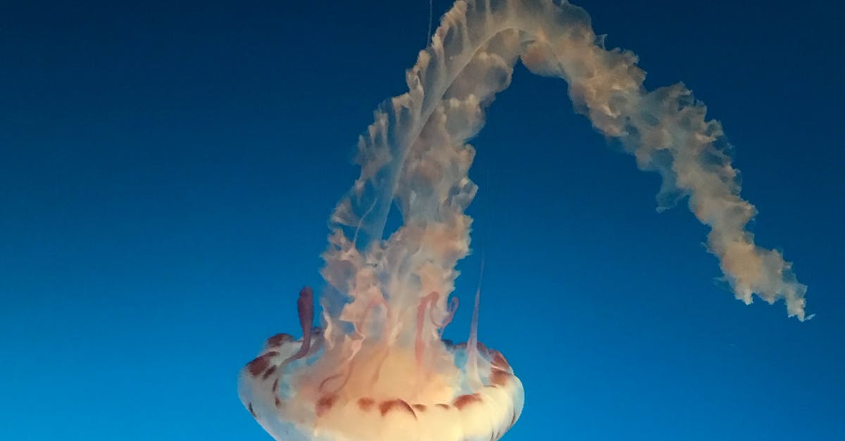Free stock photo of jellyfish, sea life