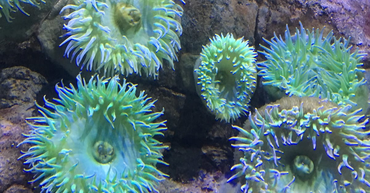 Free stock photo of anemone, anemones, sea anemone