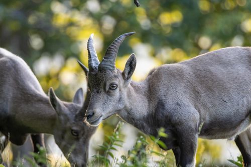 Free Two wild goats graze in a serene, sunlit forest setting. Stock Photo