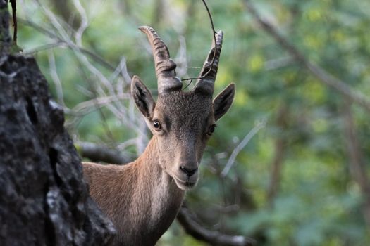 A curious mountain goat peering through the forest, captured in a natural outdoor setting.