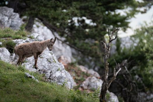 Wild goat navigating a rocky hillside in a lush forested area, showcasing its natural habitat.