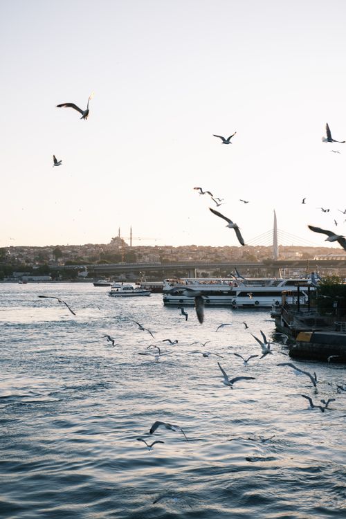 Free Seagulls flying over the Golden Horn in Istanbul during sunset with iconic skyline view. Stock Photo
