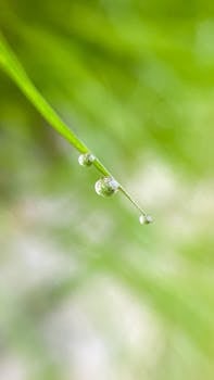 一张充满活力的绿草叶片上挂着新鲜晨露的宏观特写照片