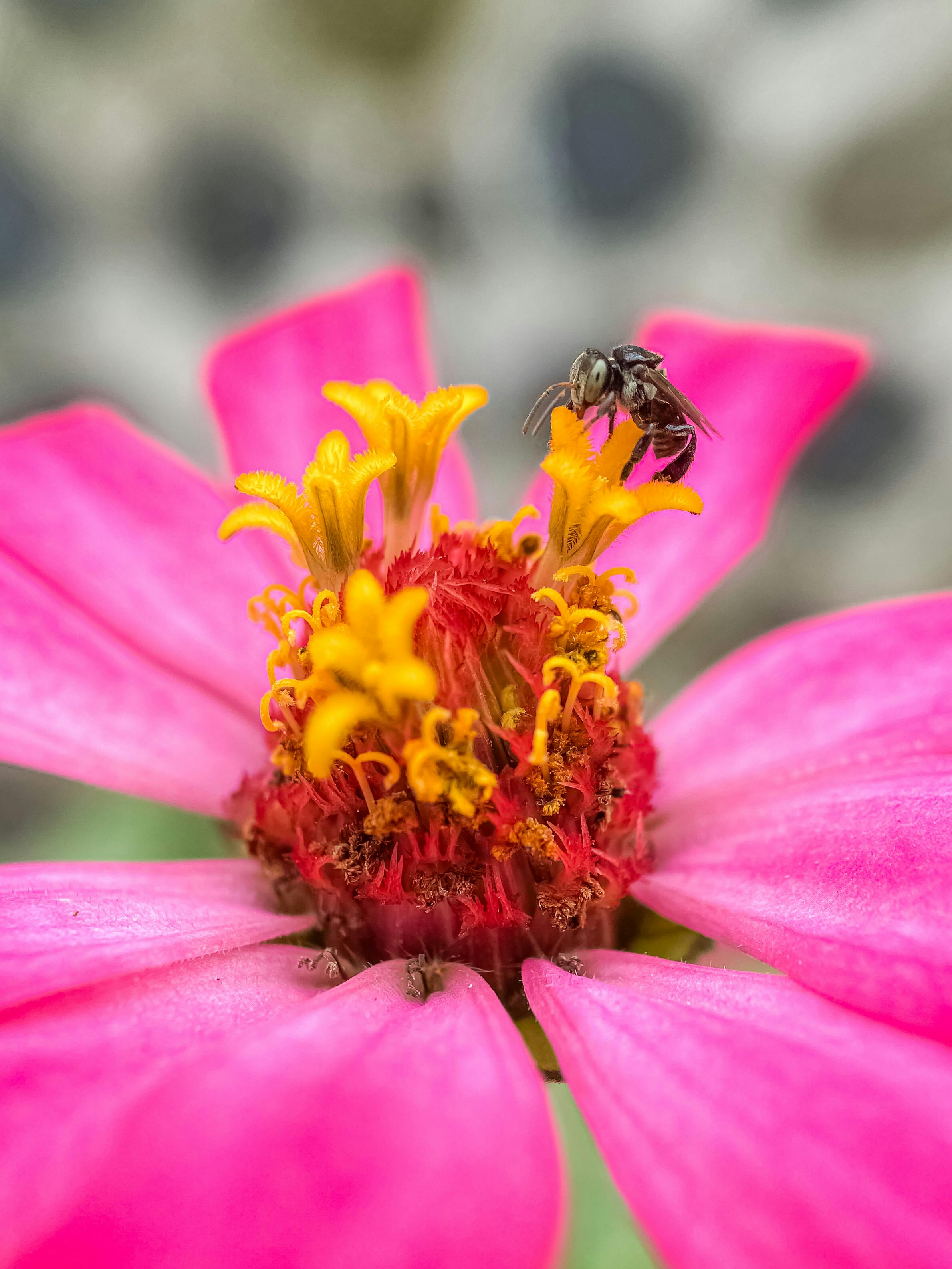 Bee On Pink Flower · Free Stock Photo