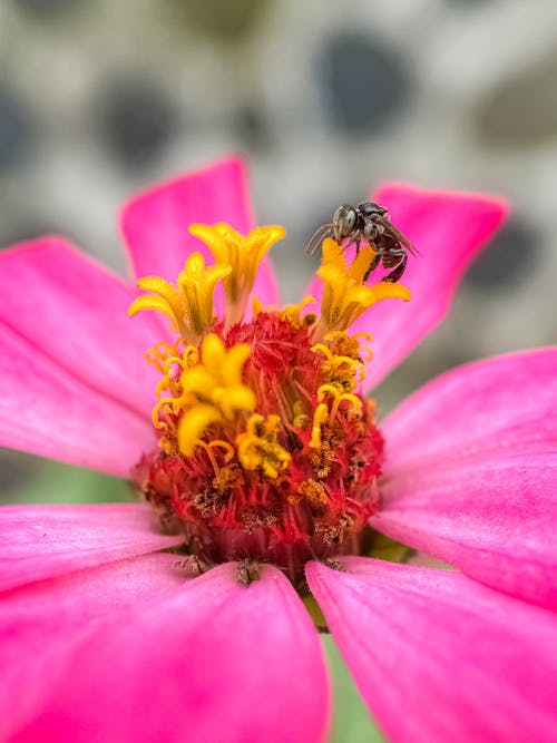 蜜蜂在粉紅色的花