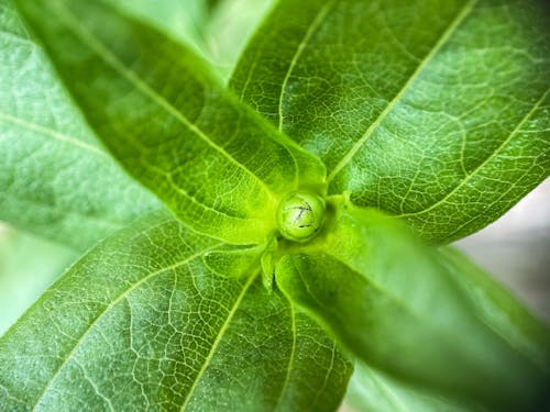 Free Groene Blad Plant In Close Up Fotografie Stock Photo