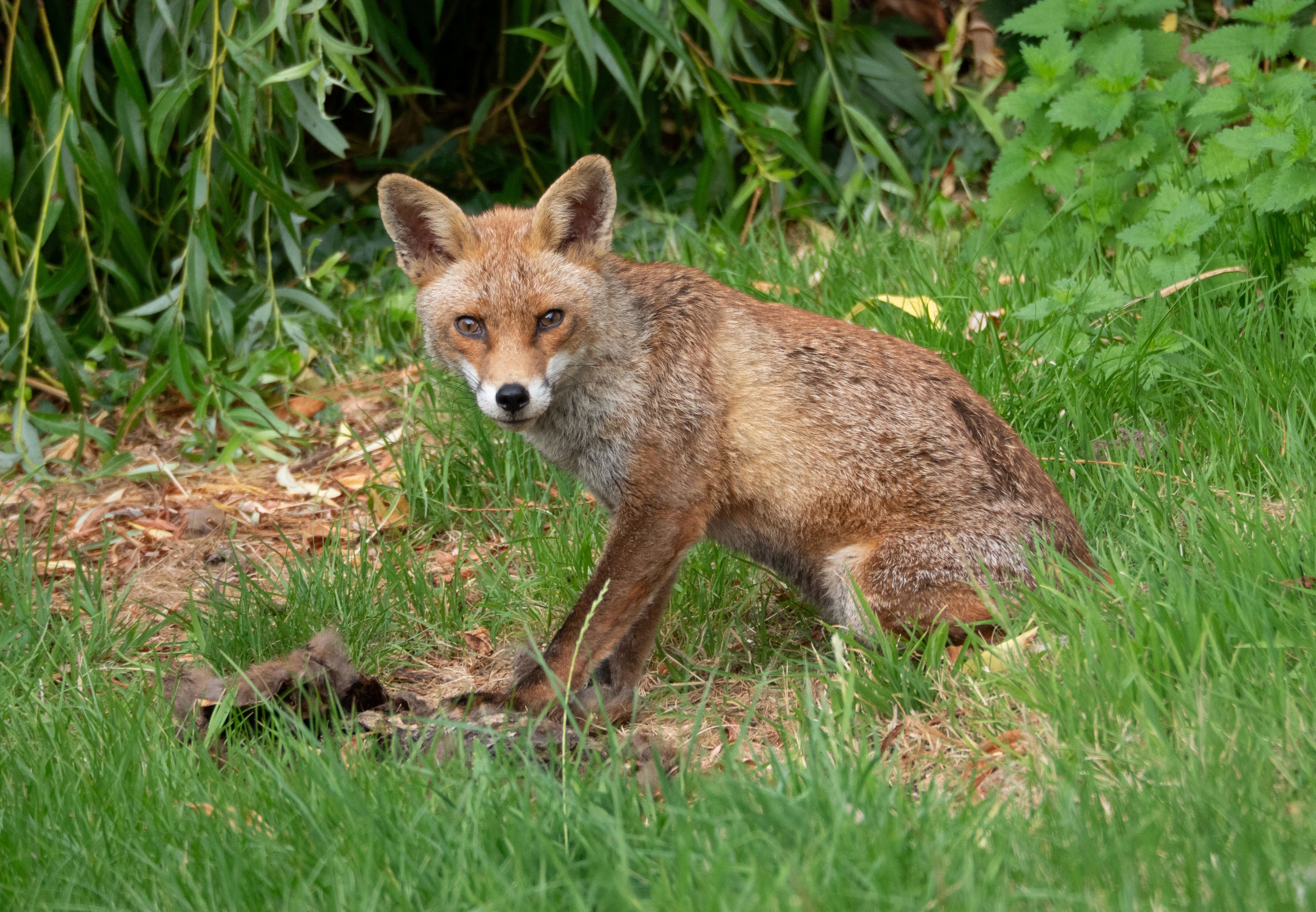 Fox in an urban UK garden, the main wildlife source of sarcoptic mange spreading to pet dogs