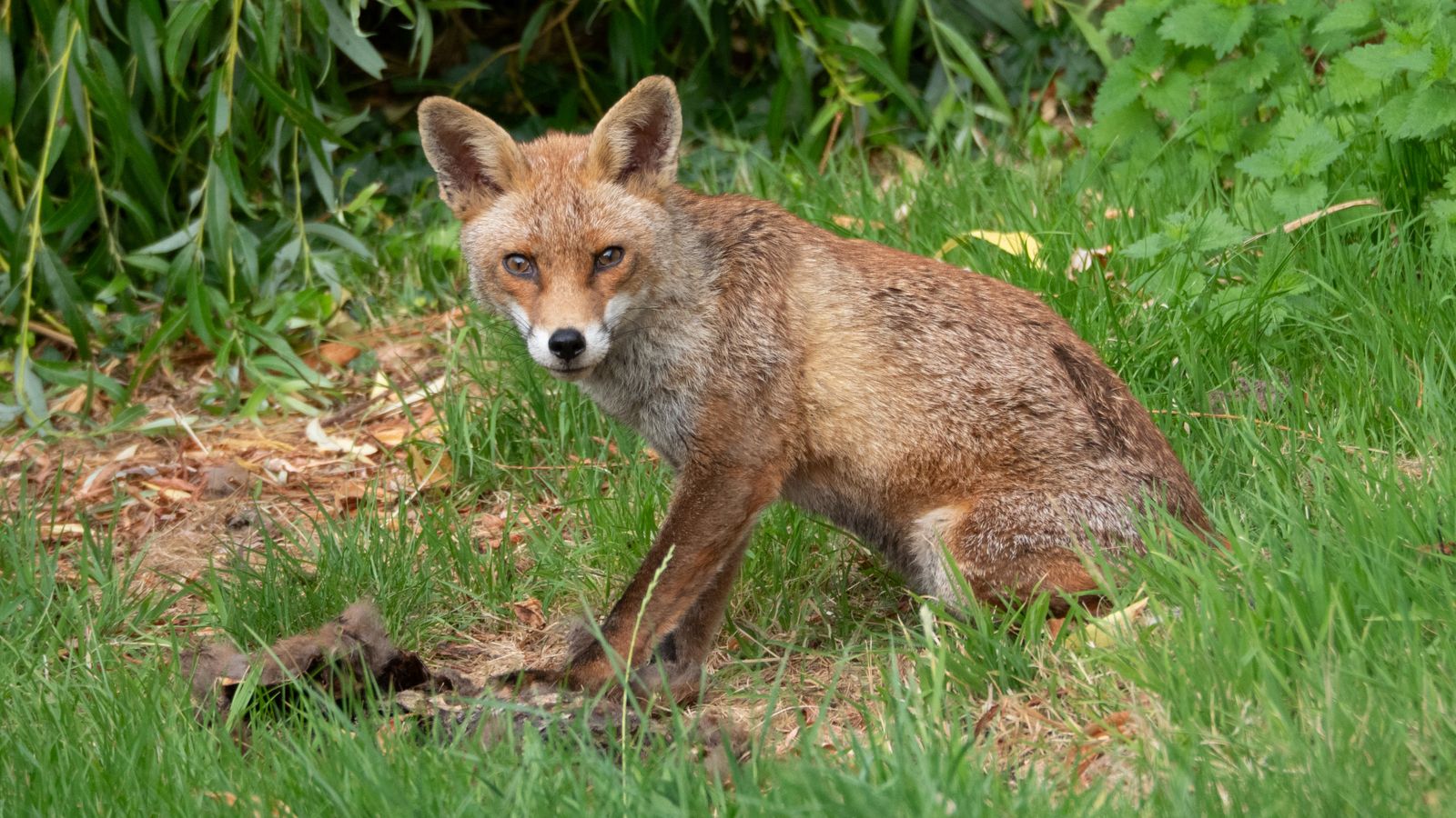 Fox in an urban UK garden, the main wildlife source of sarcoptic mange spreading to pet dogs