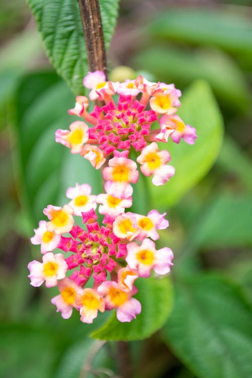 Free stock photo of colorful flowers, flower, lantana