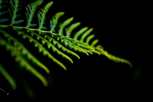 Free stock photo of dark leaf, dark theme leaf, green leaf