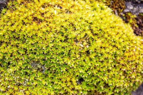 Free stock photo of forest moss leaves, garden grass, grass