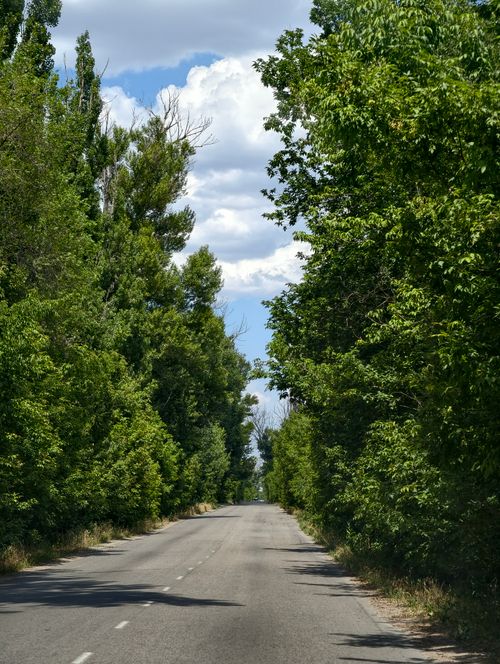 Free Lush tree-lined road in Almaty, Kazakhstan, showcasing nature's beauty on a sunny day. Stock Photo