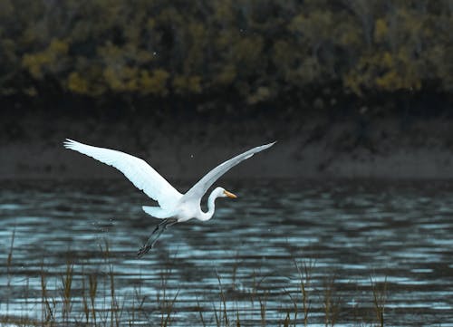 Pássaro Branco Voando Sobre O Corpo D'água