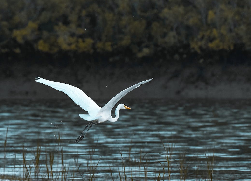 White Bird Flying over Body of Water