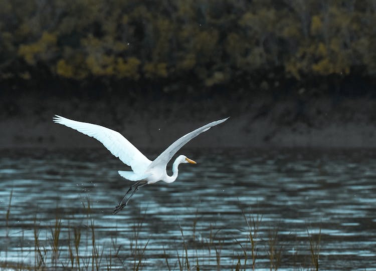 White Bird Flying Over Body Of Water