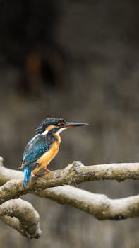 一只翠鸟栖息在树枝上，展示着五颜六色的鲜艳羽毛