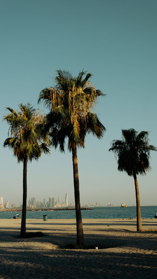 Free Three palm trees on a sandy beach with a distant city skyline under a clear day sky. Stock Photo