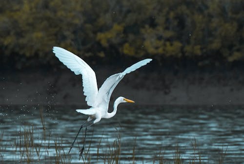Su Kütlesi üzerinde Uçan Beyaz Kuş