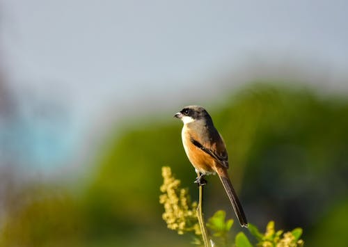 Free Perched Bird Stock Photo