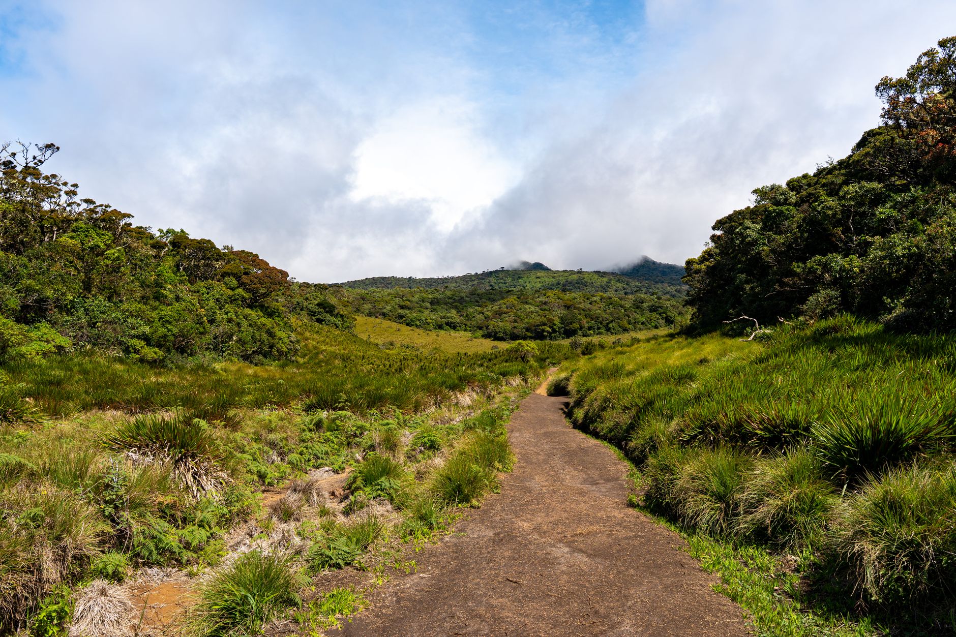 Lush greenery and a hiking trail in Horton Plains National Park, Central Province, Sri Lanka.