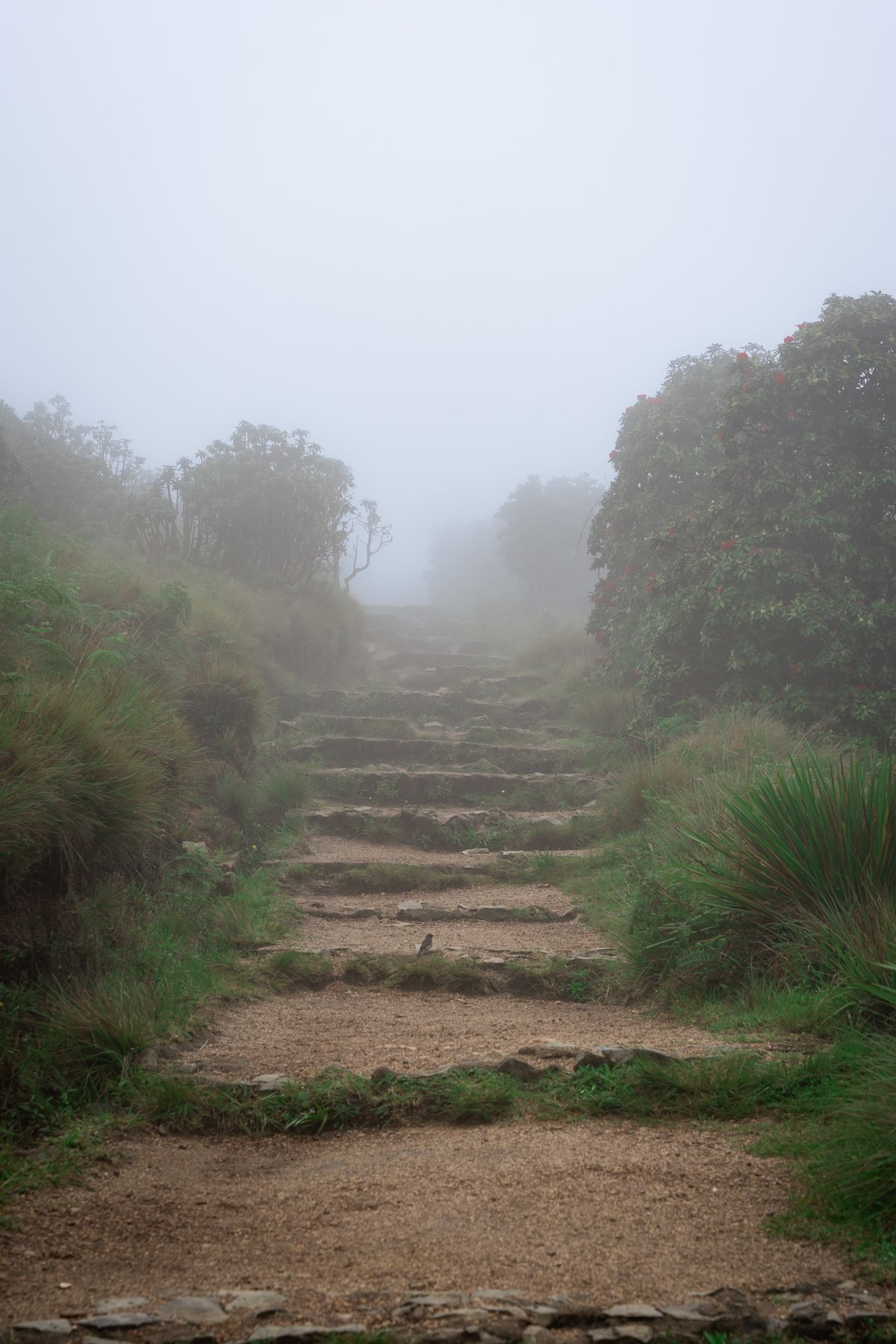 People walking down a staircase through greenery