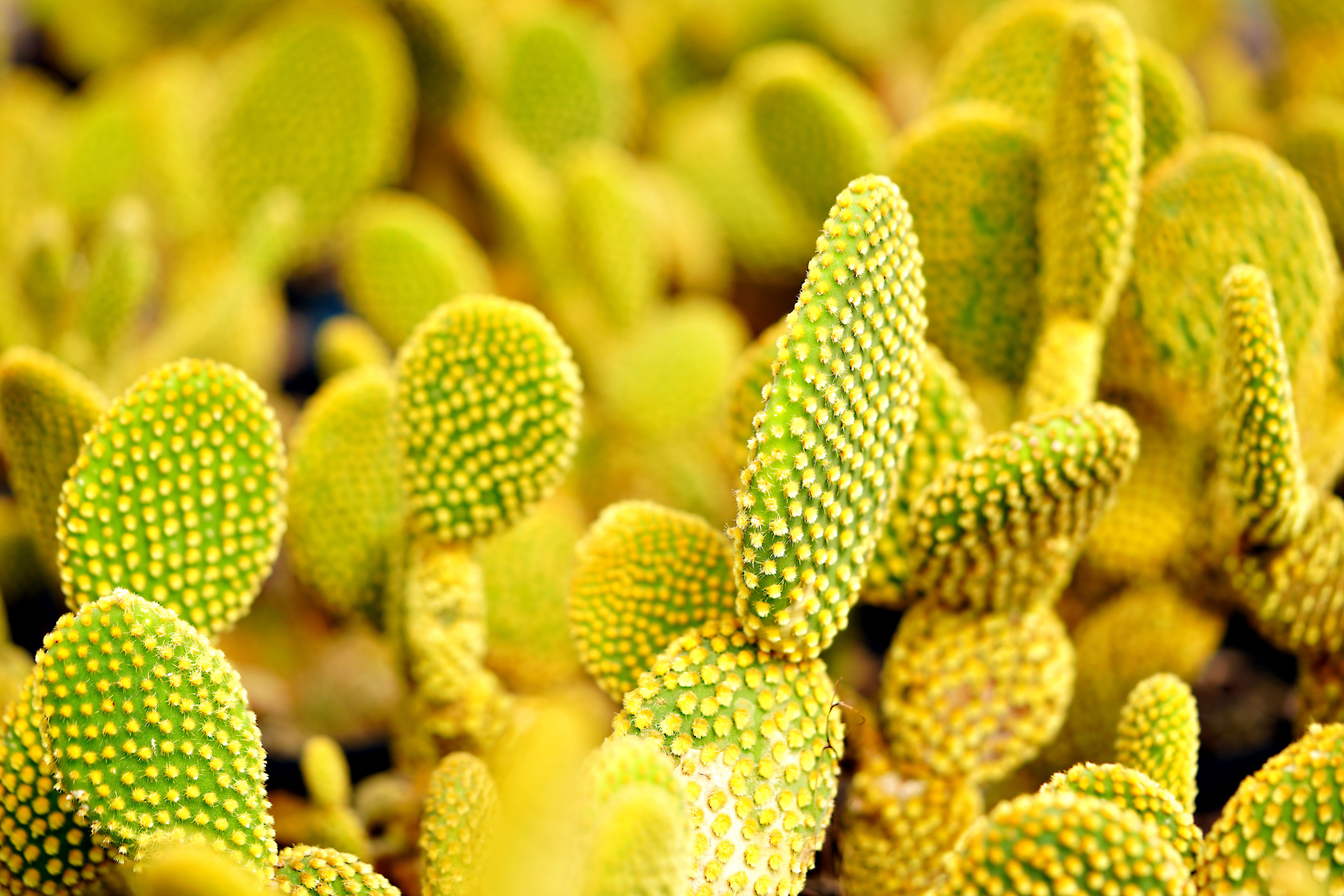 Vibrant close-up of Opuntia microdasys cactus with yellow pads in a sunlit setting.