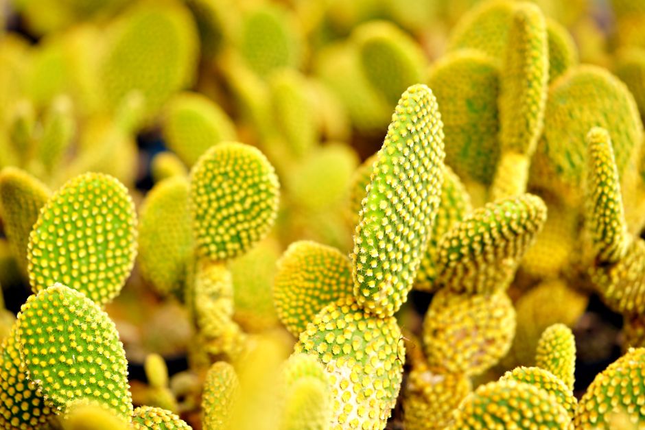 Vibrant close-up of Opuntia microdasys cactus with yellow pads in a sunlit setting.