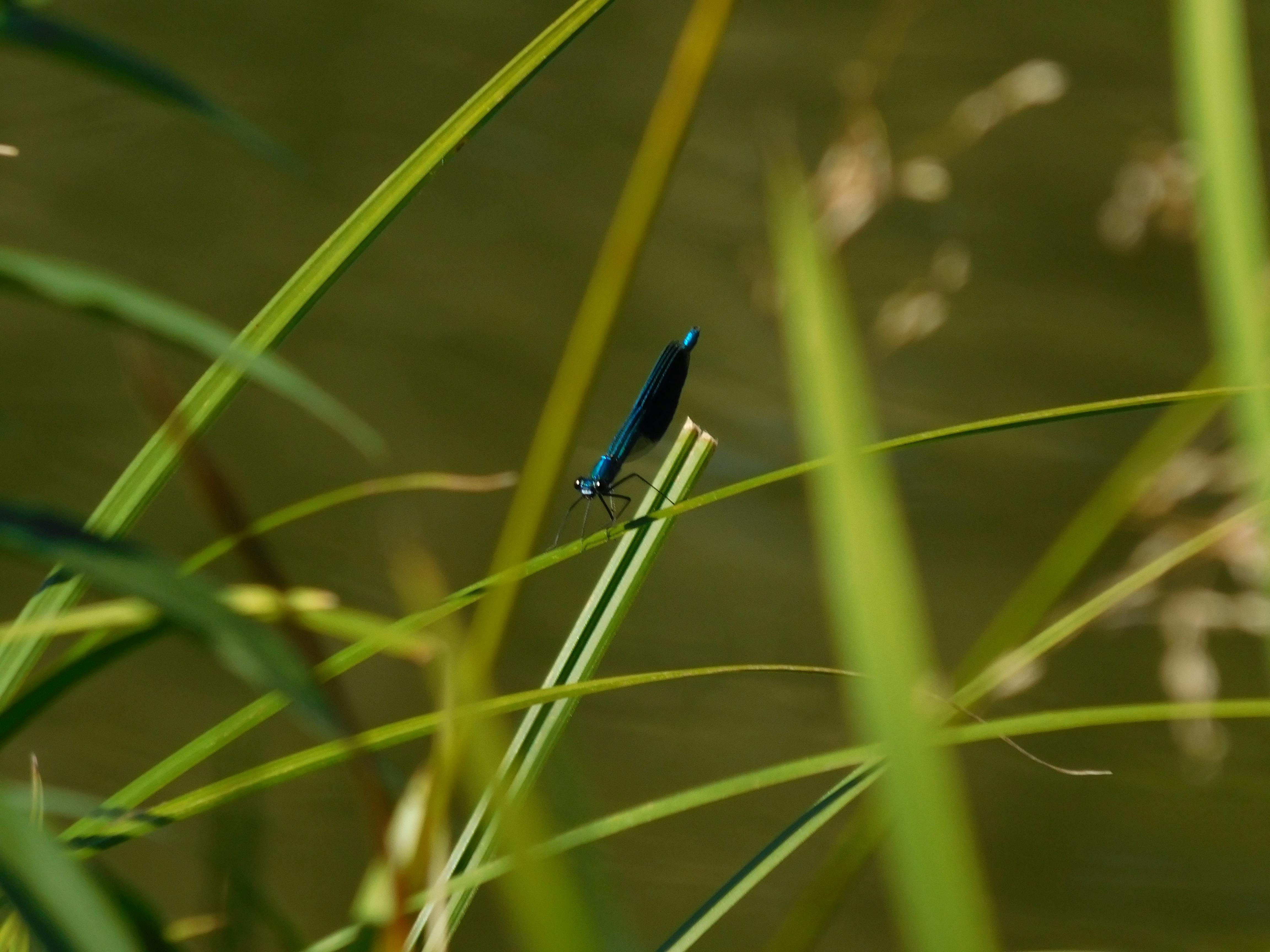 Free stock photo of blue, bug, green