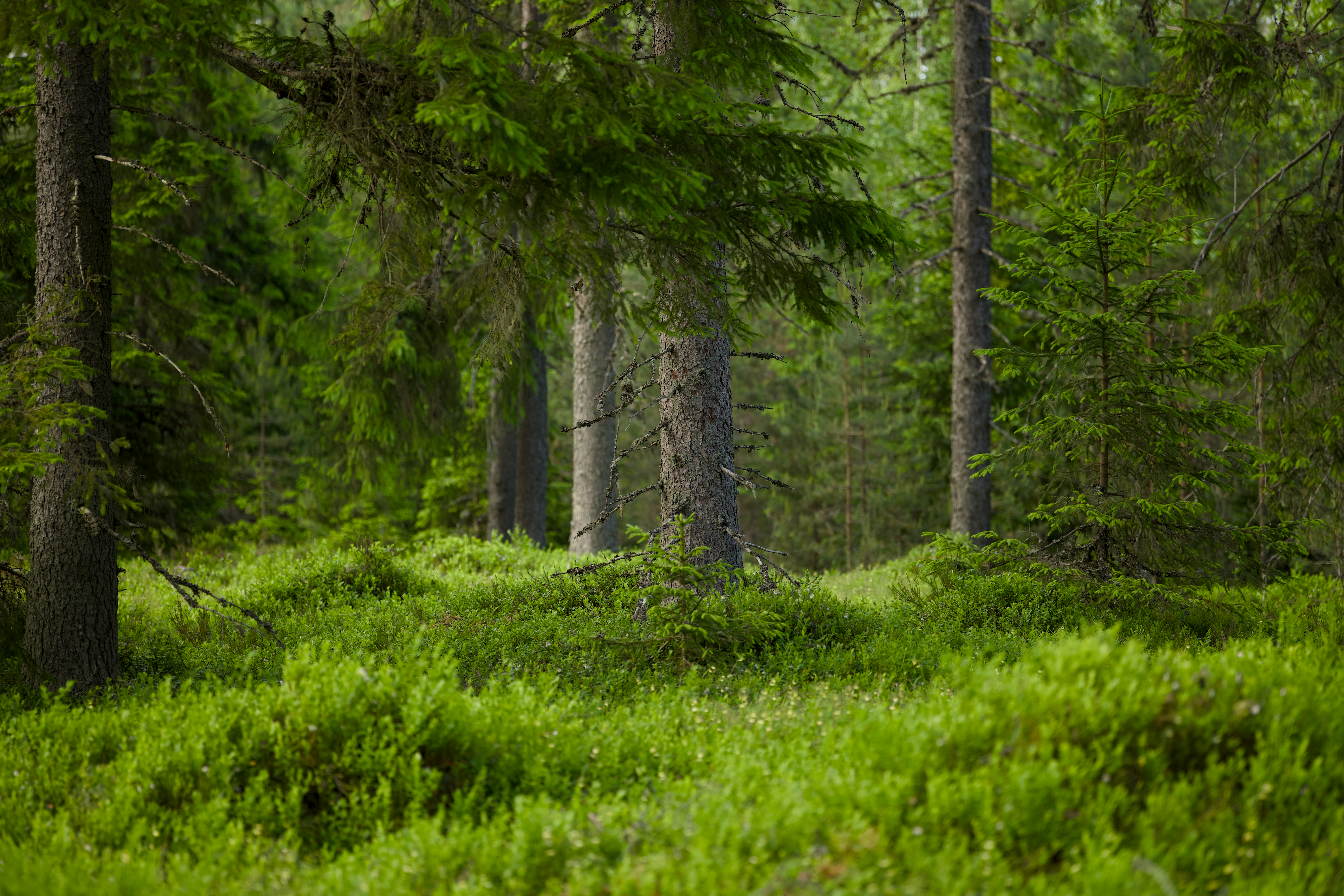 Serene Boreal Forest Landscape with Lush Greenery · Free Stock Photo