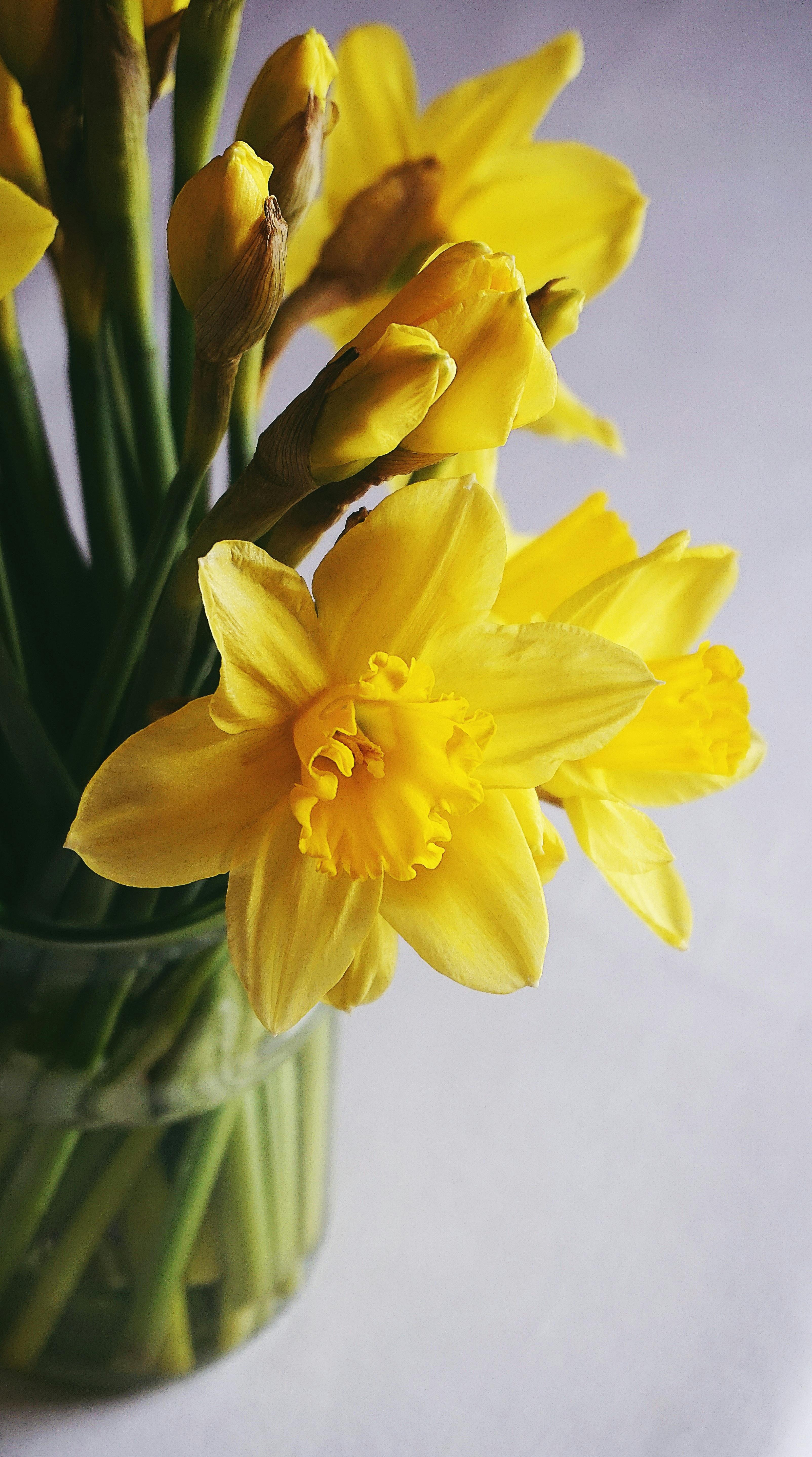 Blooming daffodils daffodils flowers green leaves nature sky white  flowers HD phone wallpaper  Peakpx