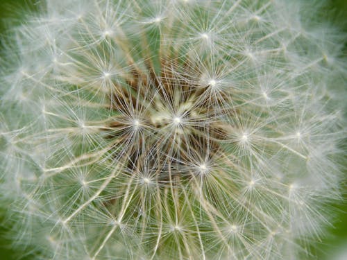 Bunga Dandelion