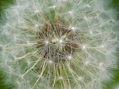 凤尾鱼籽头部的迷人特写展现了复杂的图案和精致的结构