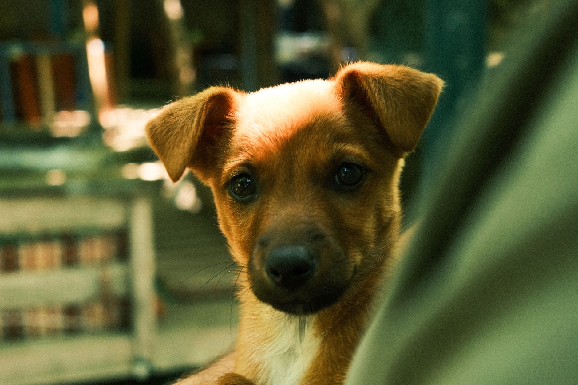Veterinary care for a dog