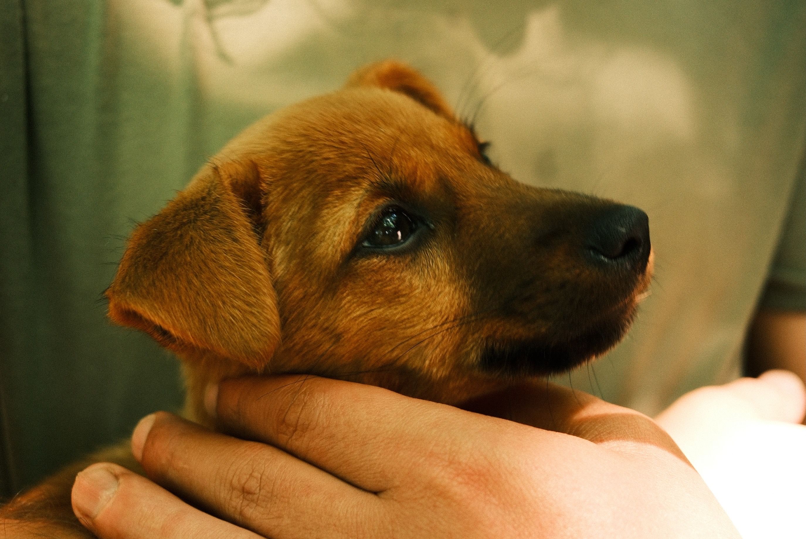 Emancipet being sold as answer to pet care problems — Photo by Yunus  Kılıç on Pexels